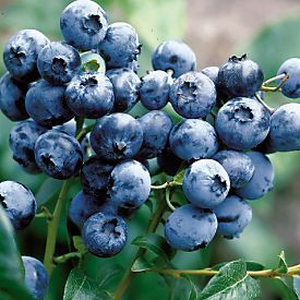blueberry plant
