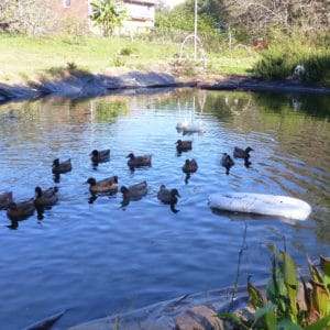 duck skywater organics