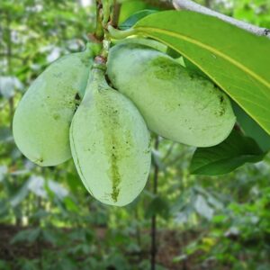 pawpaw
